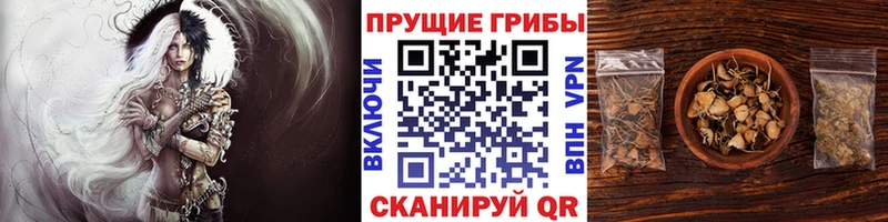 где купить наркоту Петропавловск-Камчатский Галлюциногенные грибы прущие грибы
